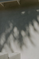 Palms_2026_015