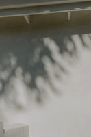 Palms_2026_016