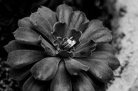 fornaca_0003