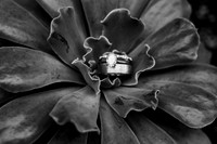 fornaca_0001-2